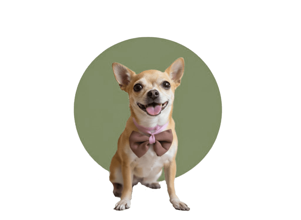 Osita, la CEO de DoggyVan