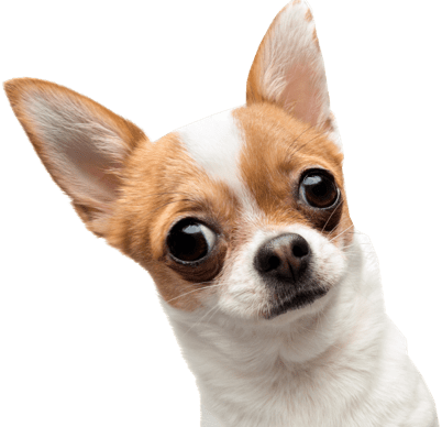 Perrito chistoso asomándose