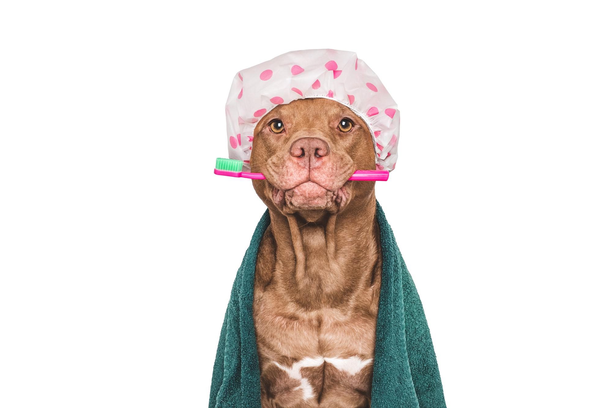 Perro feliz con gorro de baño